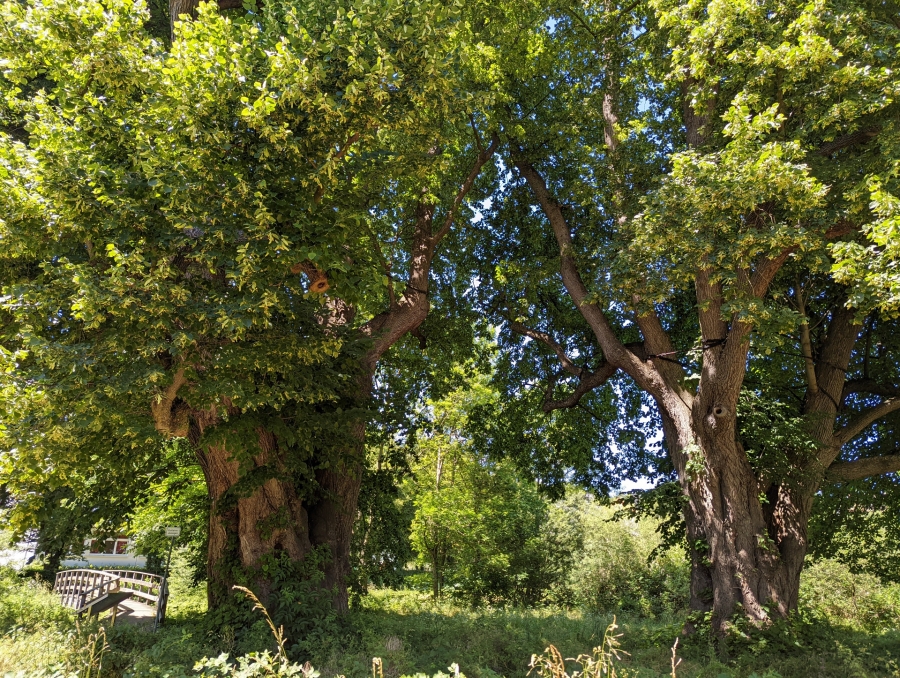 Die „Adam und Eva“- Bäume in Büren werden in Kürze aus Sicherheitsgründen eingekürzt